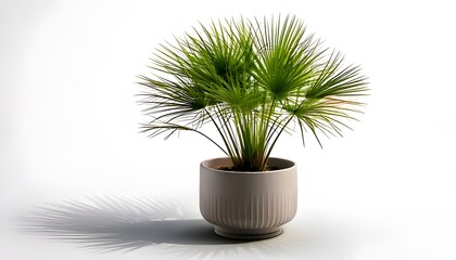 a Papyrus plant in the modern pot, isolated on a white background with ample copy space.