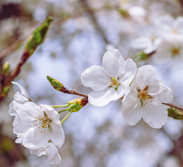 ソメイヨシノさくらの花55