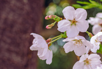 ソメイヨシノさくらの花51