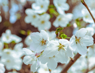 ソメイヨシノさくらの花44