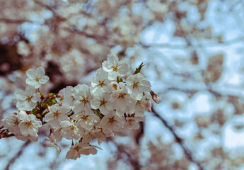 ソメイヨシノさくらの花21