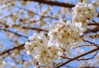 ソメイヨシノさくらの花15
