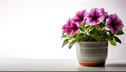 a Petunia in a modern pot, isolated on a white background with ample copy space
