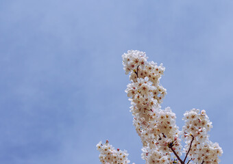 ソメイヨシノさくらの花12