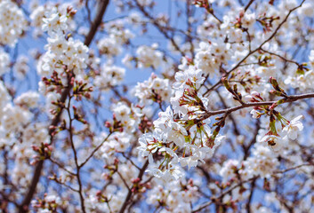 ソメイヨシノさくらの花7