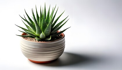 A Haworthia in the modern pot, isolated on a white background with ample copy space