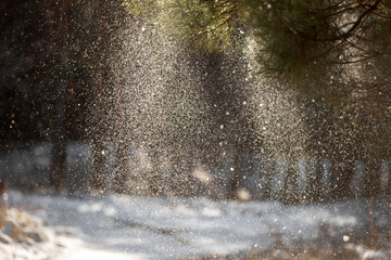 snow in forest. winter nature