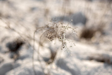 snow in forest. winter nature