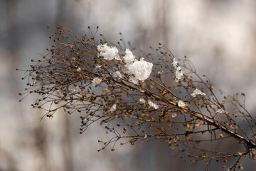 snow in forest. winter nature