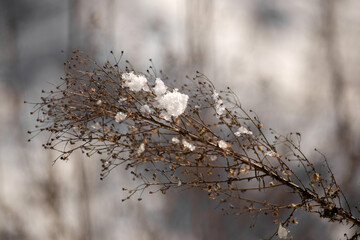 snow in forest. winter nature