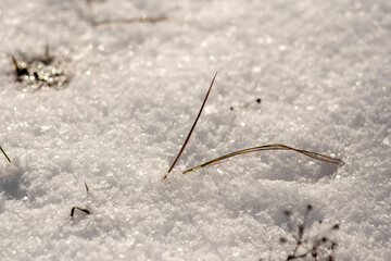 snow in forest. winter nature