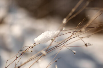 snow in forest. winter nature