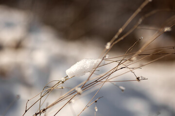 snow in forest. winter nature