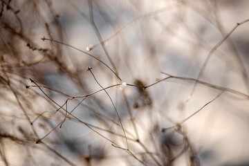 snow in forest. winter nature