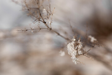 snow in forest. winter nature