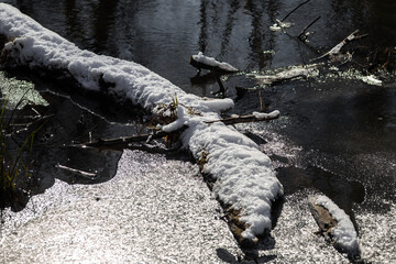 snow in forest. winter nature