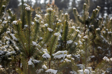 beautiful winter landscape with snow covered trees