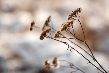 beautiful winter landscape with snow covered trees