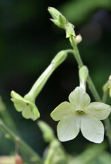 Obraz premium Nicotiana Blossom Flowering and Blooming in the Summer