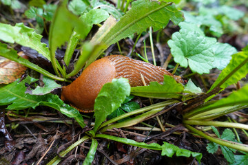 Brown Slug Crawling Among Green Leaves