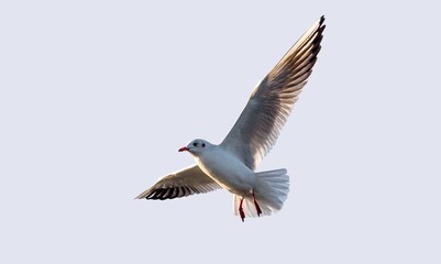 Colorful flying wild bird in sky
