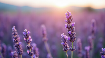 Fototapeta premium Close-up of lavender on a large field with a blurred background.