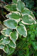 Variegated Green and White Leaves in Nature