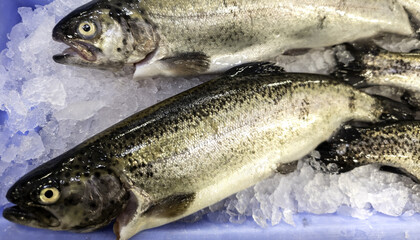 Trout in fishmonger