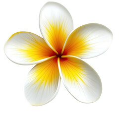 A single frangipani flower, with yellow and white petals, in a clip art style, on a pure Transparent background,