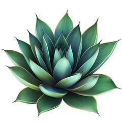 Agave plant, clip art style, Transparent background,