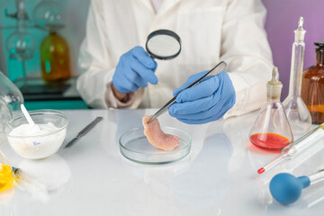 Fototapeta premium Food safety testing of raw chicken meat in the laboratory. A quality control expert examines the quality of the sample.