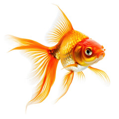 Goldfish on a white background, isolated image of a goldfish, cutout PNG file with a transparent background,