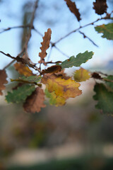 Yellowing leaves on a tree autumn