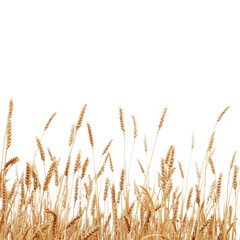 A golden wheat field, isolated on a Transparent background,