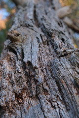 Close-up of tree bark texture