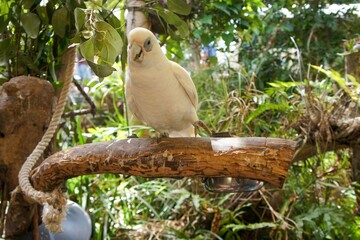Cockatoo perched on a tree branch