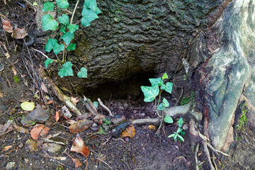 Small Hollow at Tree Base