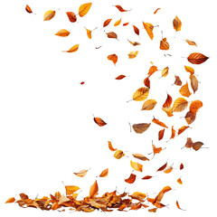 Swirling autumn leaves flying, isolated on a Transparent background,
