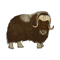 Vector Colorful Illustration of Musk Ox Isolated on White Background