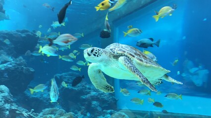 거북이의 여유로움