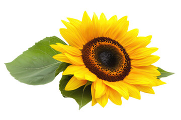Obraz premium Vibrant Yellow Sunflower with Green Leaves Isolated on Transparent Background