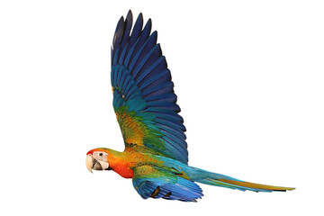Colorful flying Camelot Macaw parrot isolated on transparent background png file