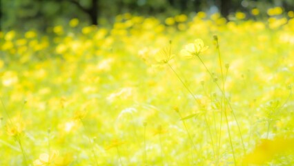 秋の公園や花壇を彩るコスモス（キバナコスモス）のある風景。背景。自然風景素材。明るい日差しでふんわりとボケた景色。