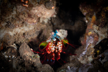 Peacock-, harlequin-, painted- or clown mantis shrimp, Odontodactylus scyllarus