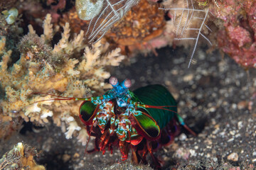 Peacock-, harlequin-, painted- or clown mantis shrimp, Odontodactylus scyllarus