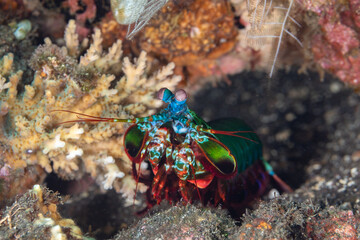 Peacock-, harlequin-, painted- or clown mantis shrimp, Odontodactylus scyllarus