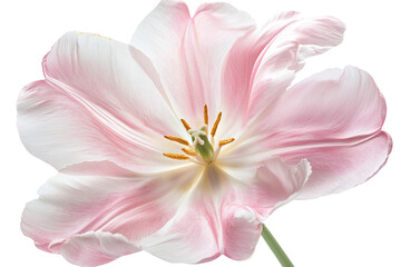 Obraz premium Elegant Pink Tulip Flower Blossom with Detailed Petals Isolated on Transparent Background