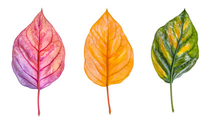 Fototapeta premium Autumn leaves transitioning, vibrant colors blending against transparent backdrop