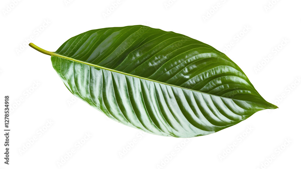 Aufkleber single, isolated green leaf with prominent veins, set against a transparent background, offering a c