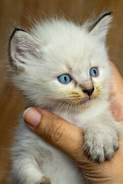 himalayan kitten with blue eyes play with toys
